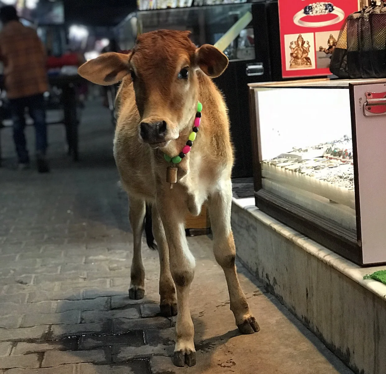A beautiful baby cow roaming the streets of Rishikesh.