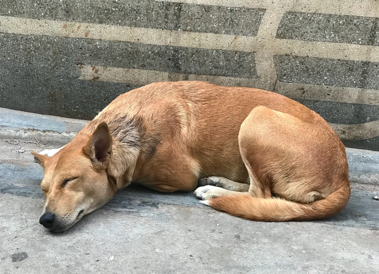 It made me sad seeing all of the stray dogs but my friend reminded me that actually they’re wild and free. 