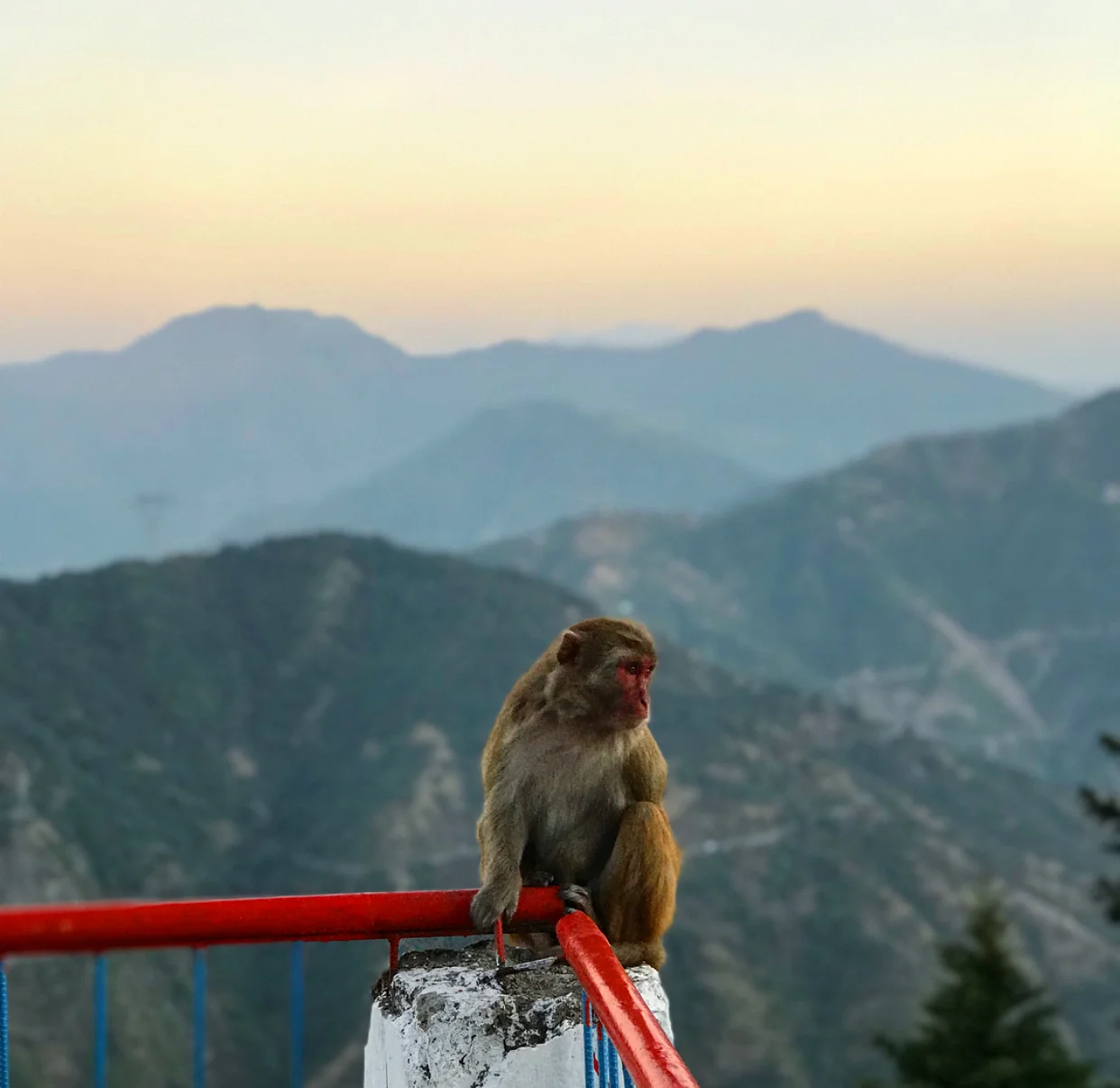 Way too distracted by the monkeys.