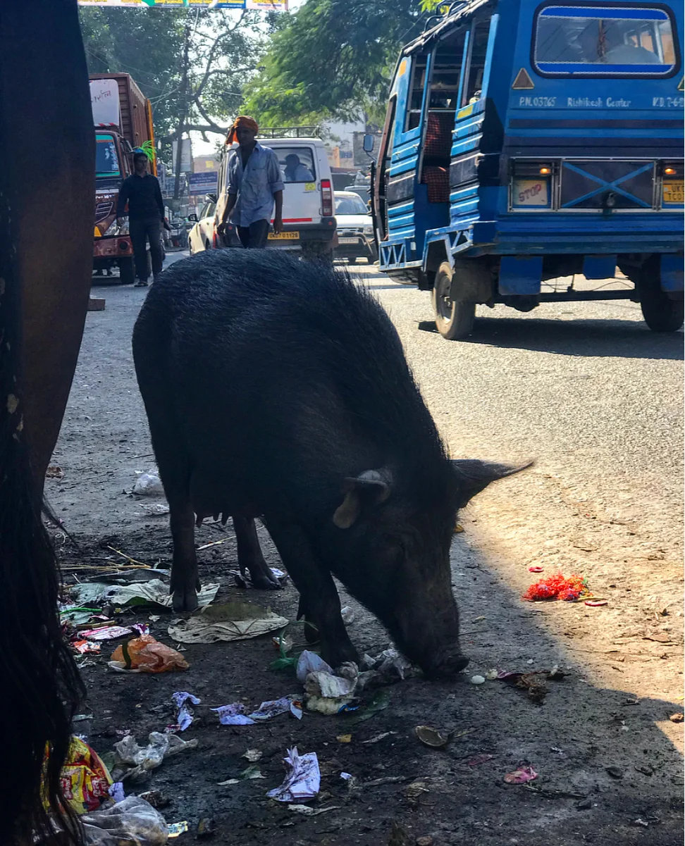 Wild pigs and cows scavenging the streets for food.