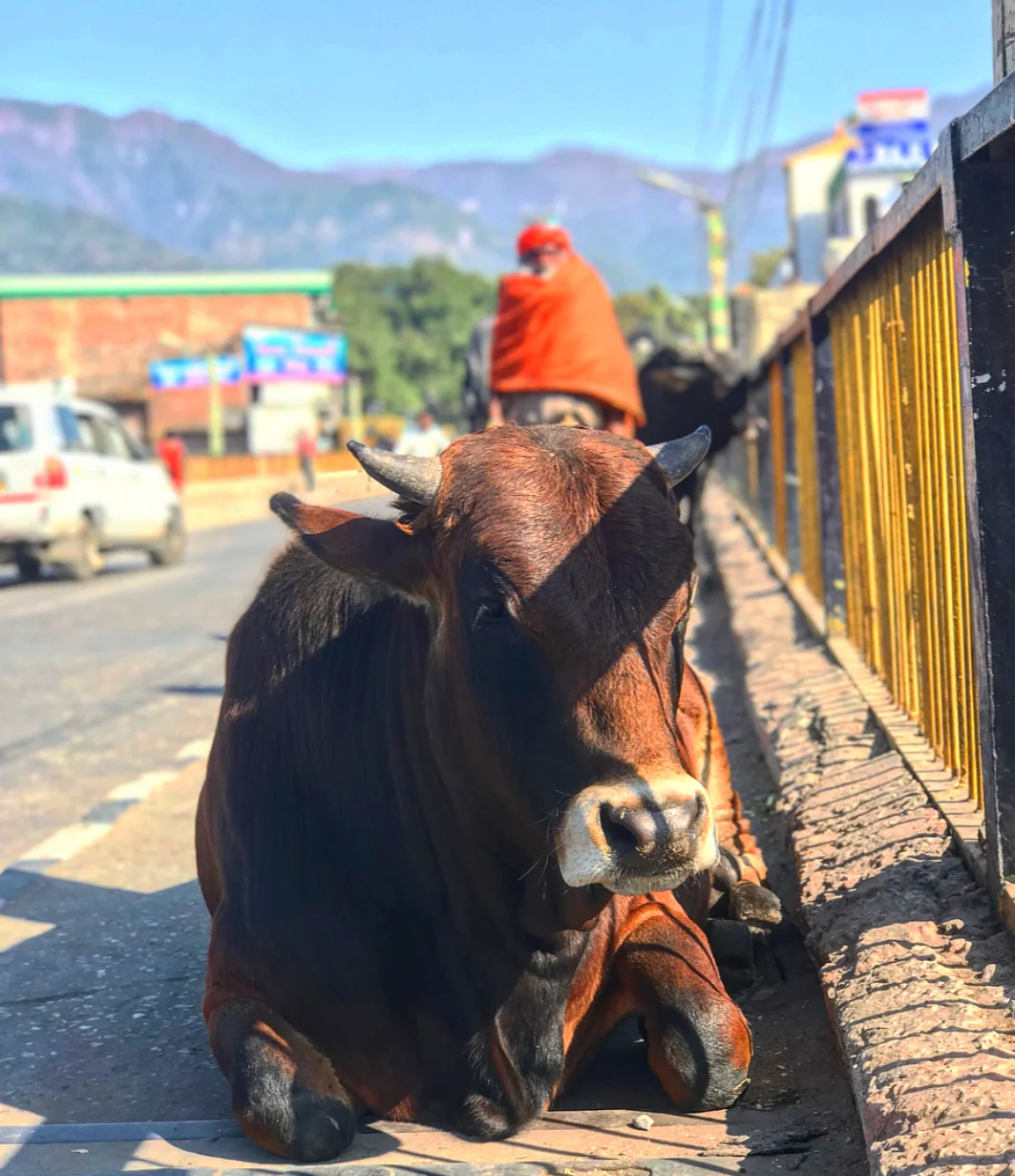 Is it really India if there aren’t cows in the side walks.