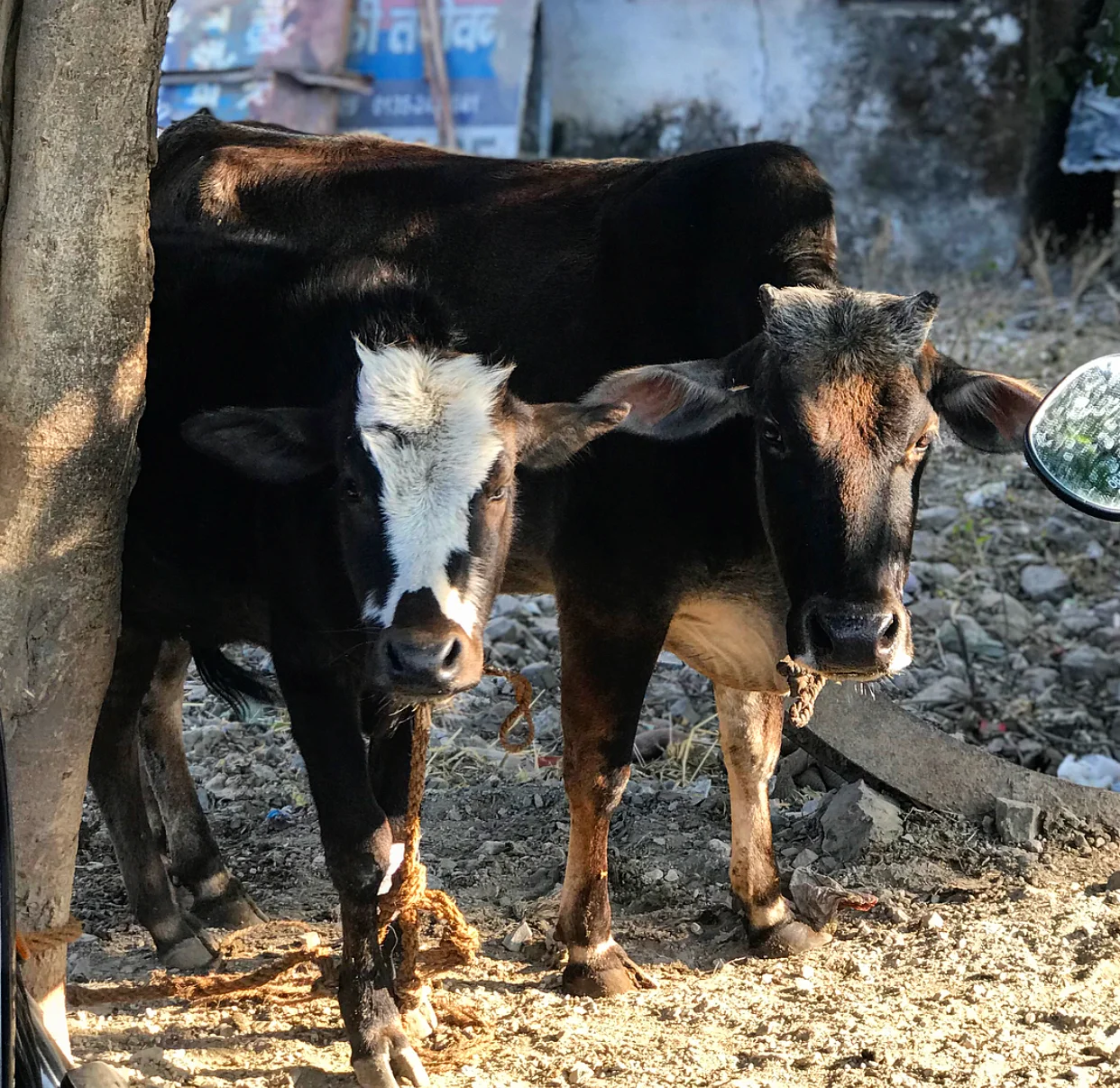 The other cows come and visit him to keep him company, and they say that animals don’t have emotions??