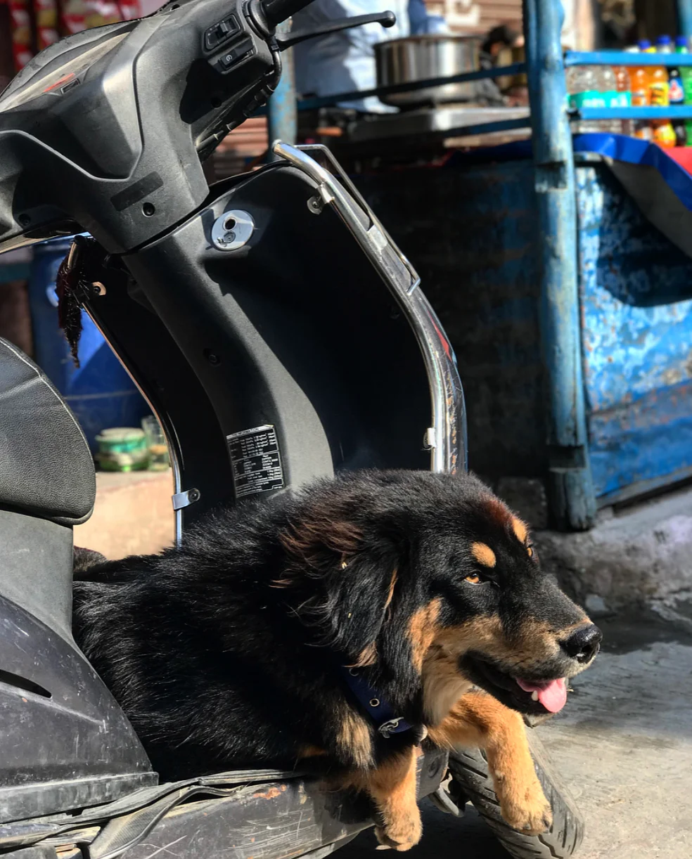 Just a dog chilling on a motorcycle. 