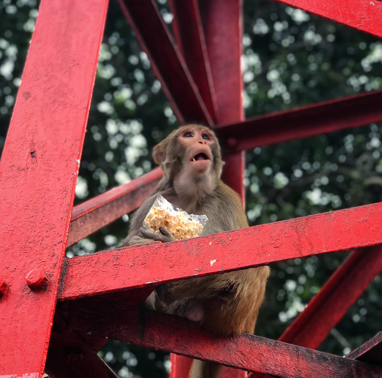 The cheeky monkeys often steal food (such as popcorn) from the street vendors. 