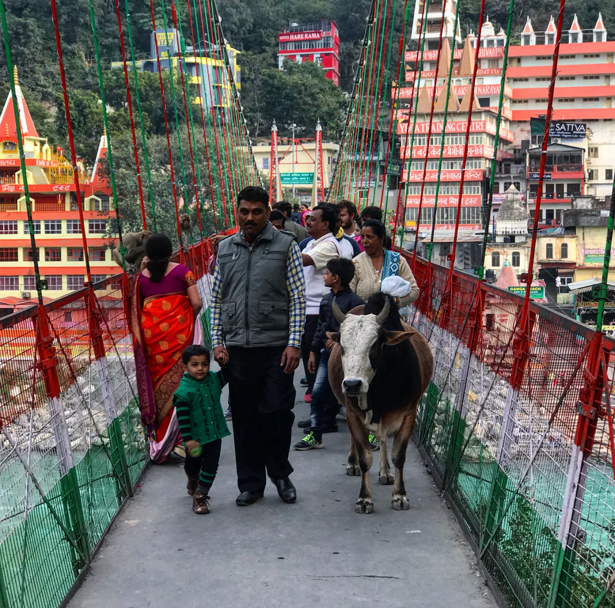 Man, son and cow.