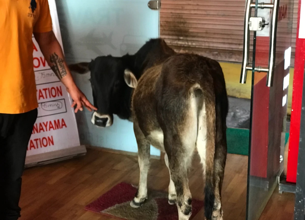 Seeing cows EVERYWHERE (including unusual places) will become the norm. 