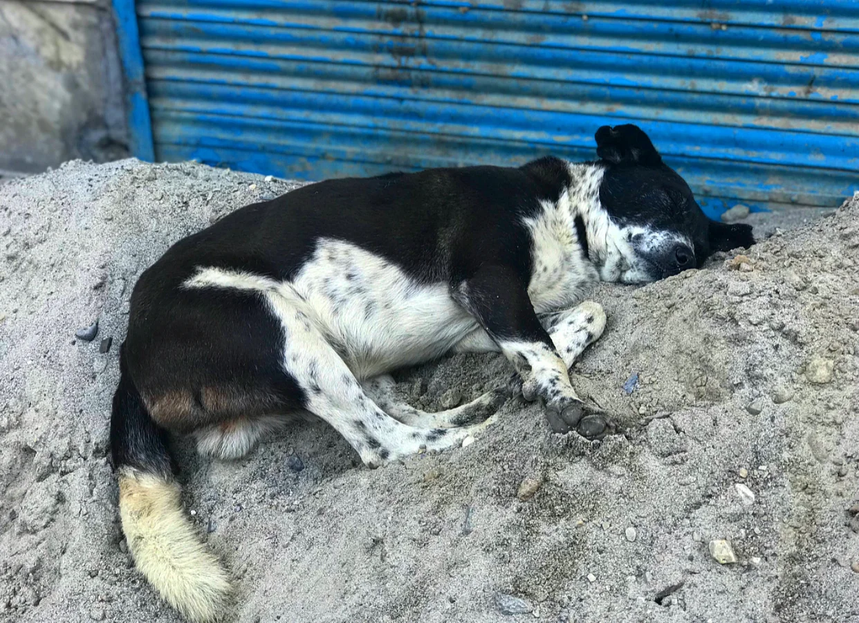 This little fella found some comfort on a pile of dirt. 