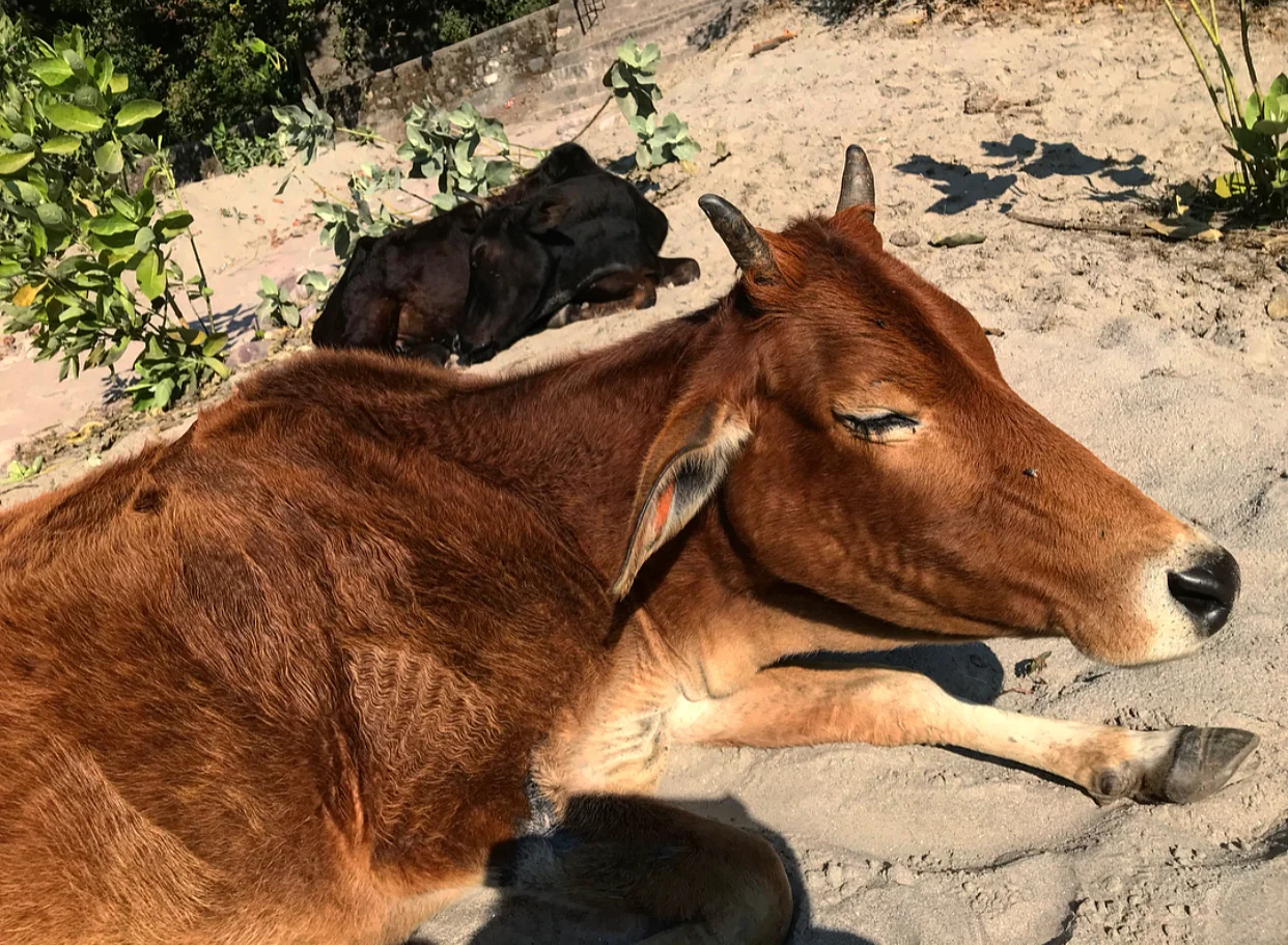 Beach cows! Who would have thought?