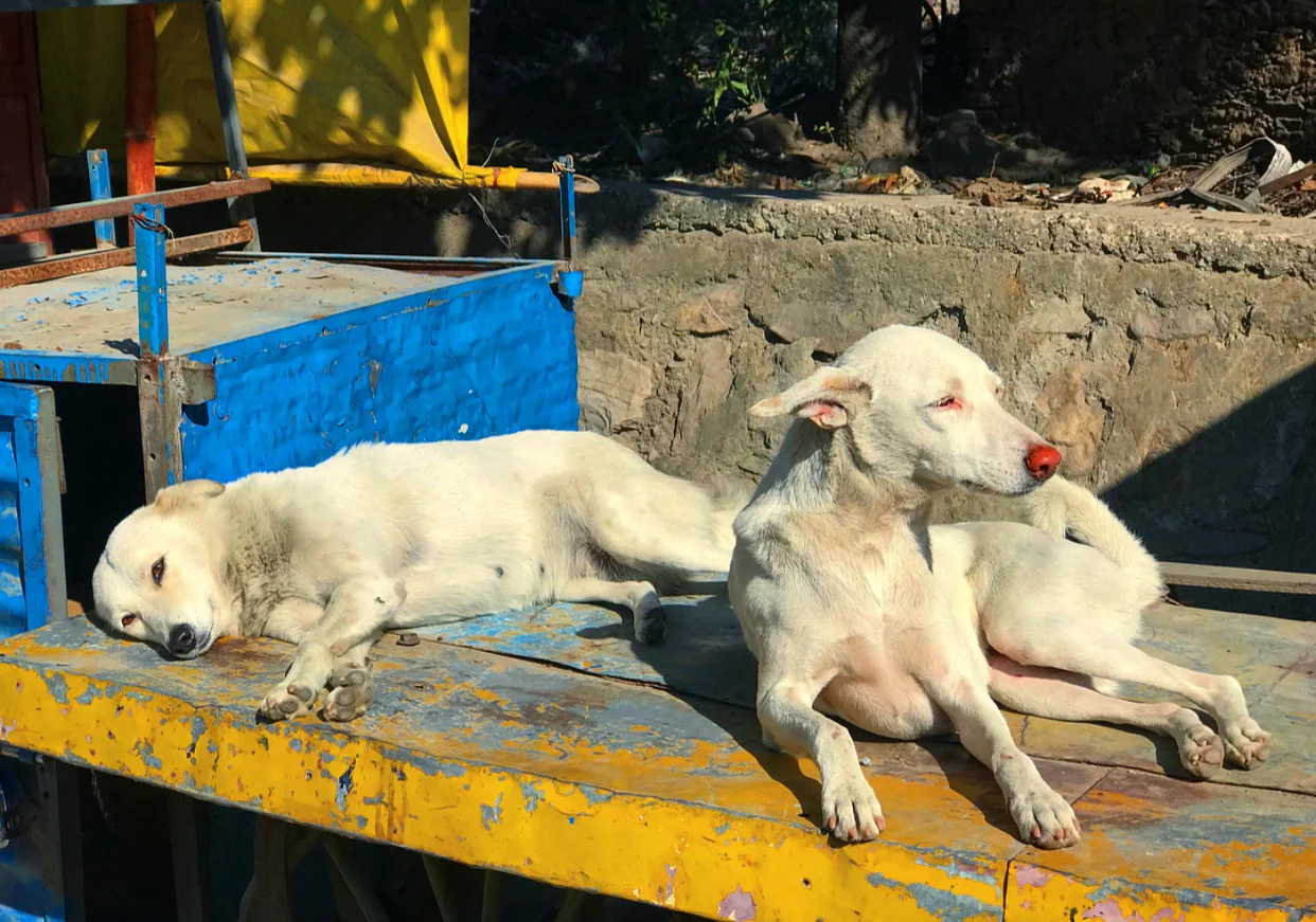 Mother and daughter street dogs relaxing together.