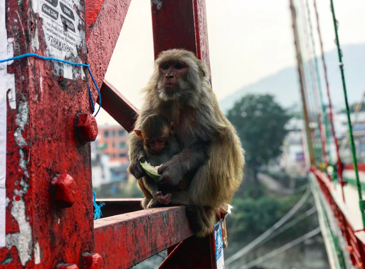 Mother and baby sharing a piece of stolen melon.