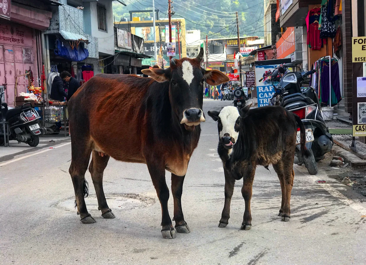 Street cows of India.