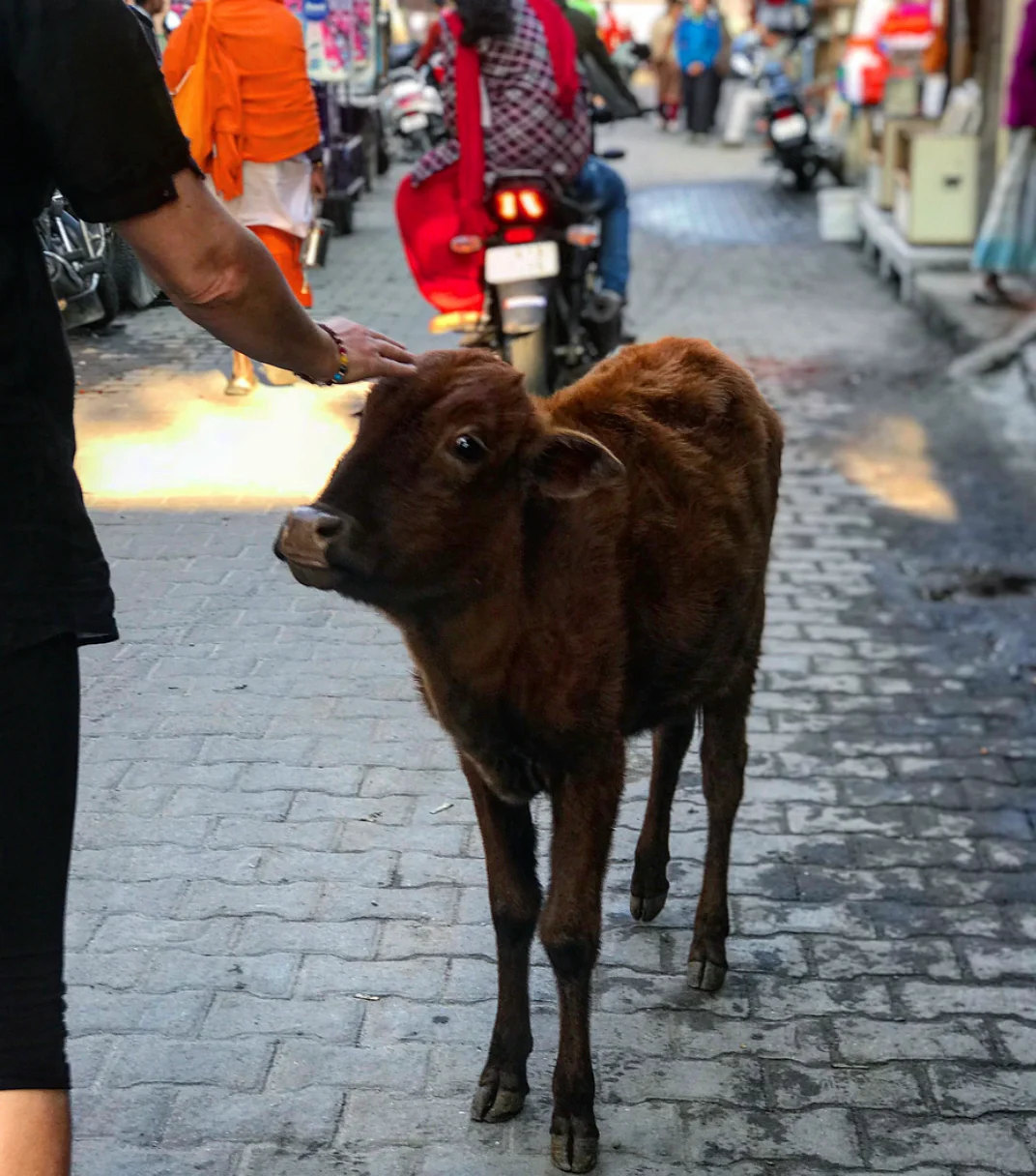 After caring for the cows on a daily basis, my mum has since gone vegetarian due to her time in India. 