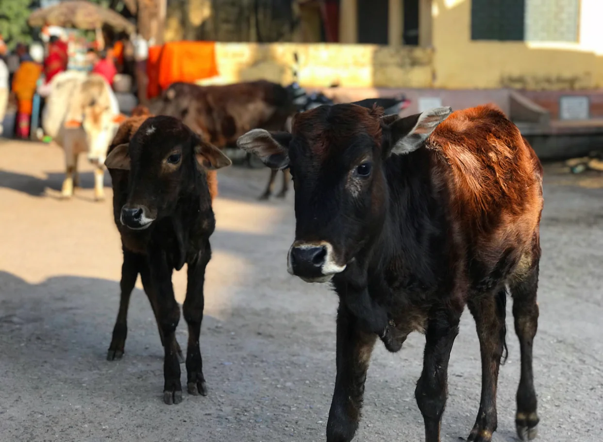 Baby calf’s everywhere! It was so wonderful to be constantly surrounded by these beautiful creatures.