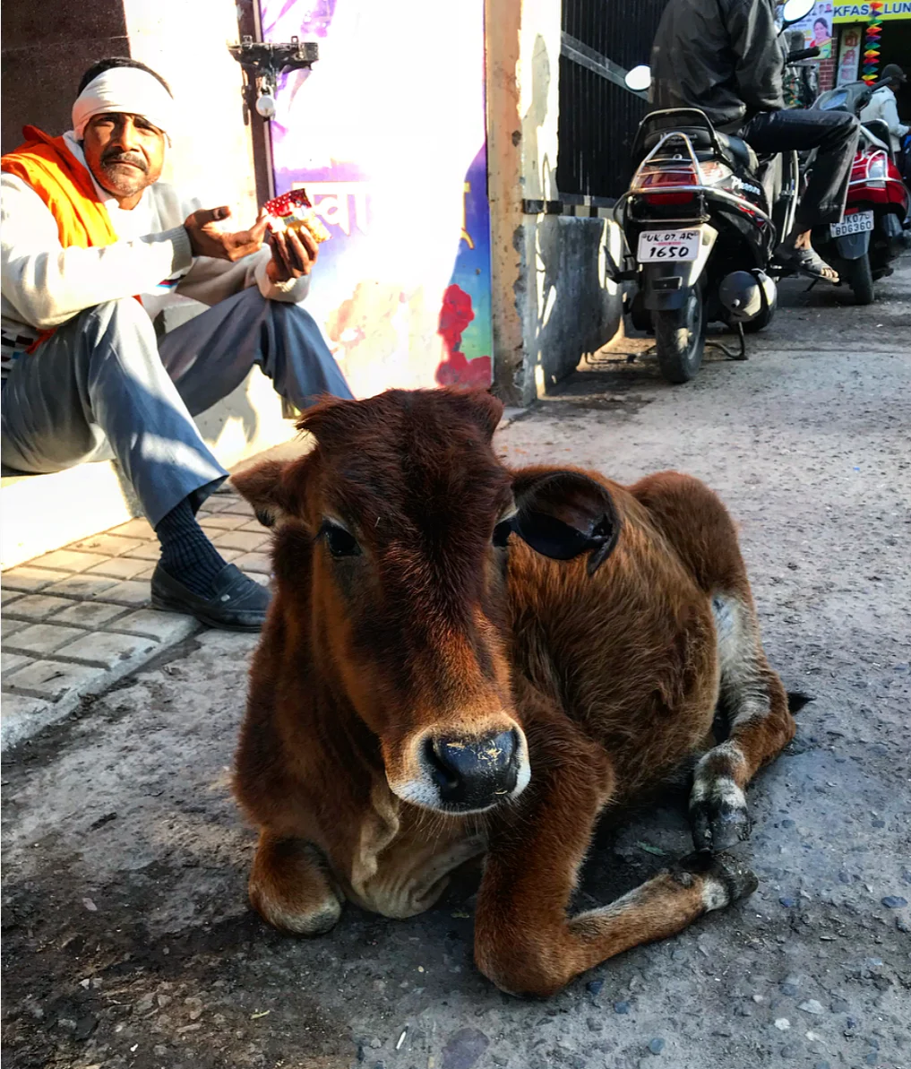 I love the position this little calf is laying in!