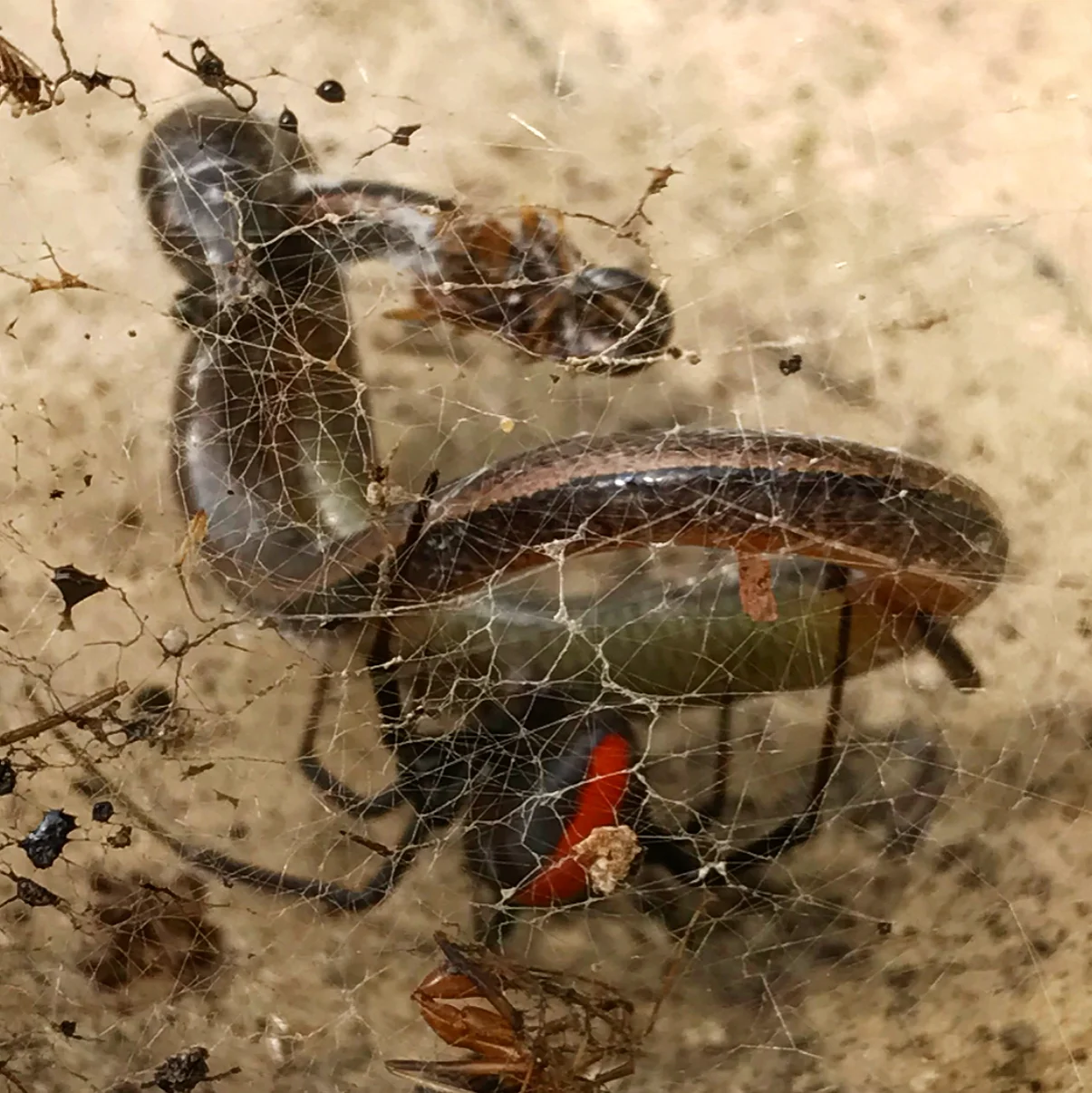 Just a red back ready to eat a baby snake AT the center.