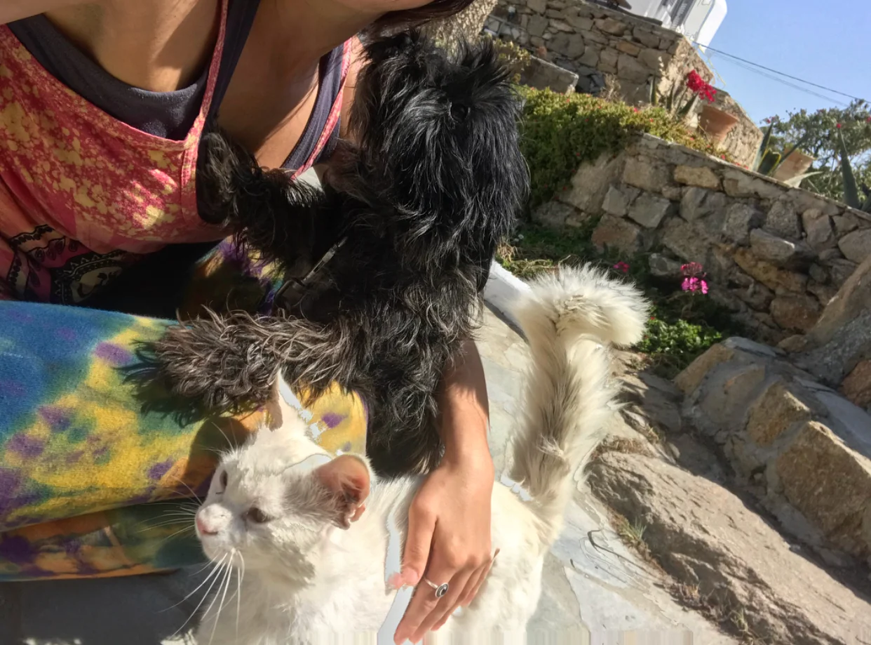Making many furry friends.