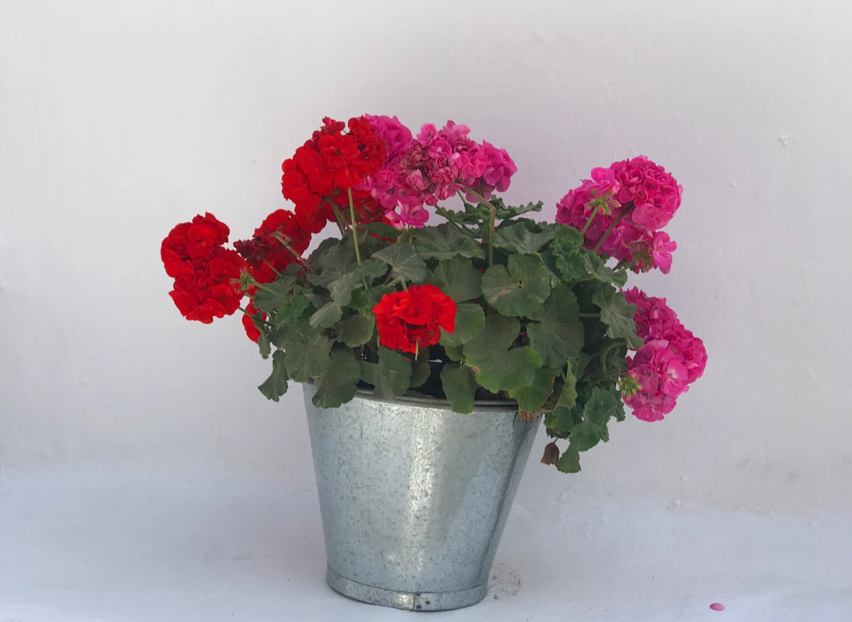 Beautiful plants and flowers along the streets of Mykonos town.