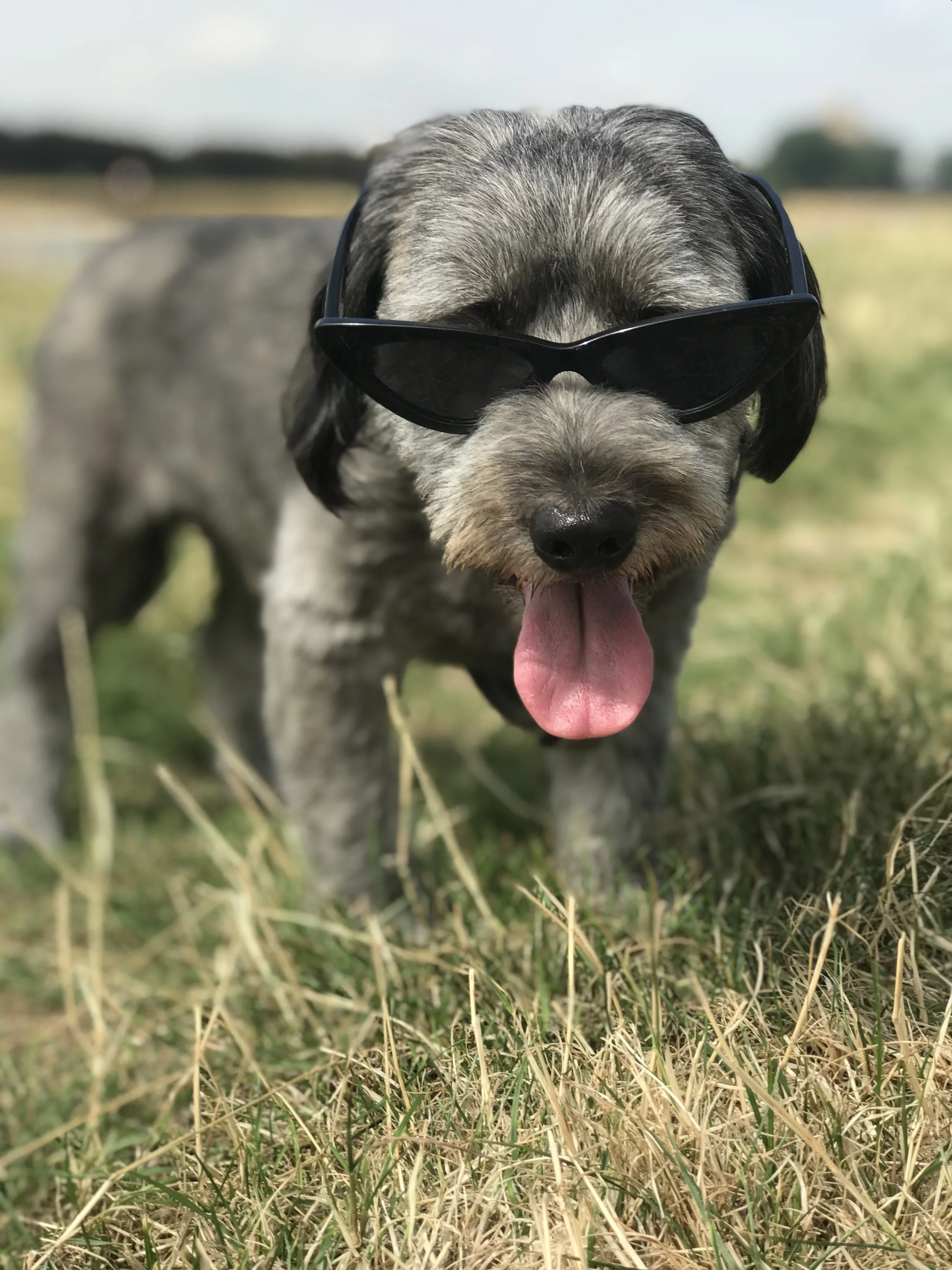 We were lucky enough to dog sit this little munchkin for 17 days!