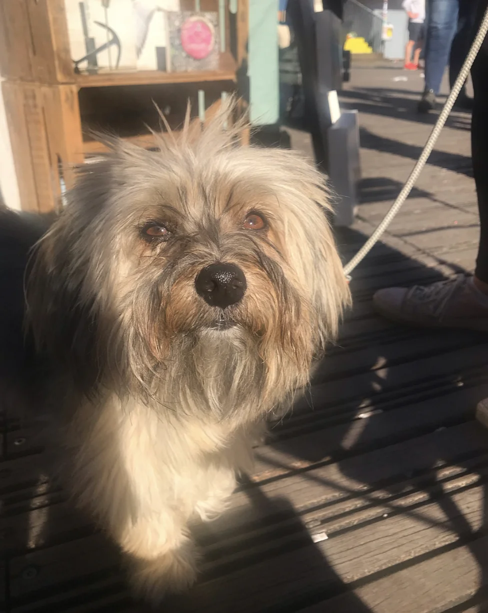 Piña joining us at the free brunch.