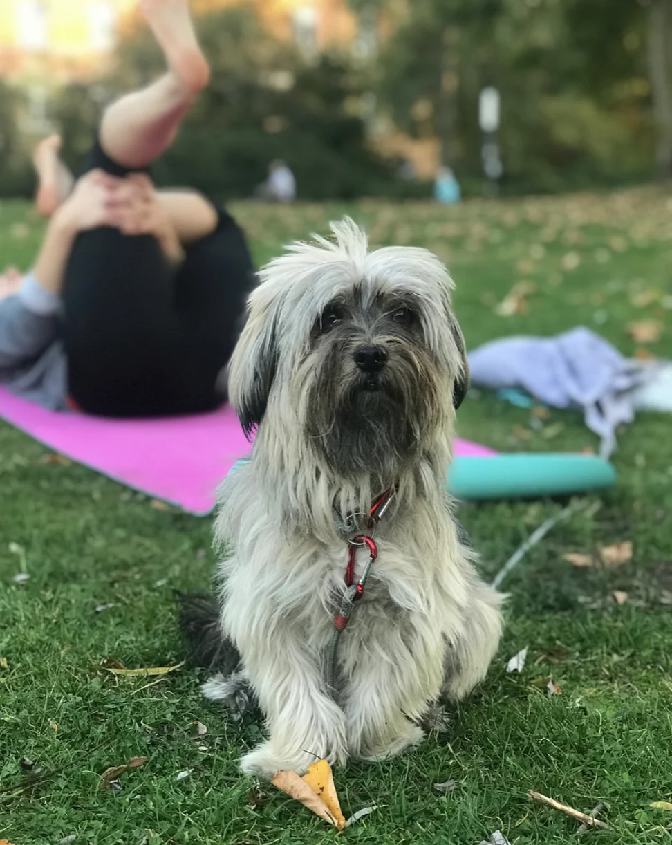 My new friend Sarah’s dog Piña who is the cutest little pooch alive joining in with yoga!