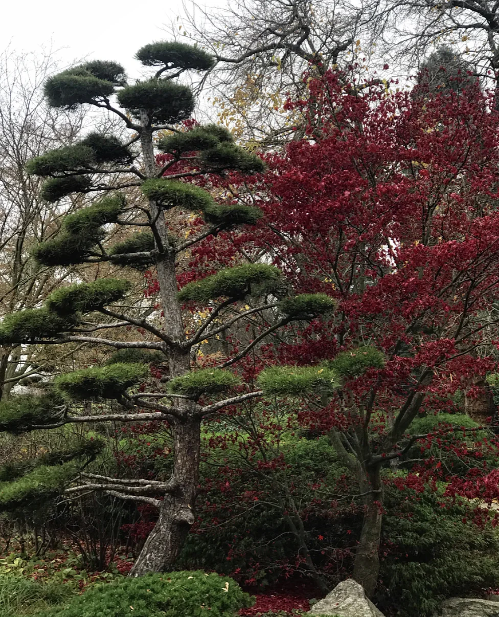Beautiful trees of Planten un Blomen, Hamburg.