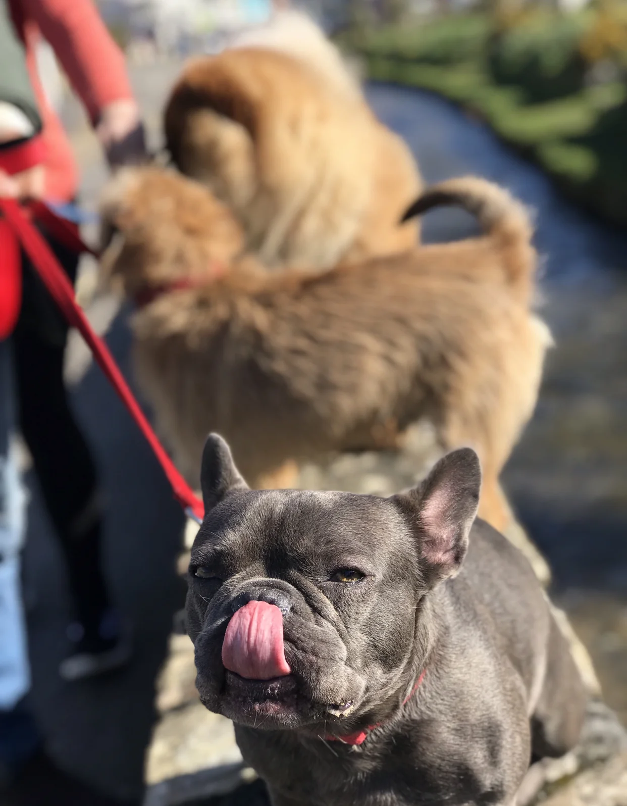 Dog walking and Frank licking his boogies.
