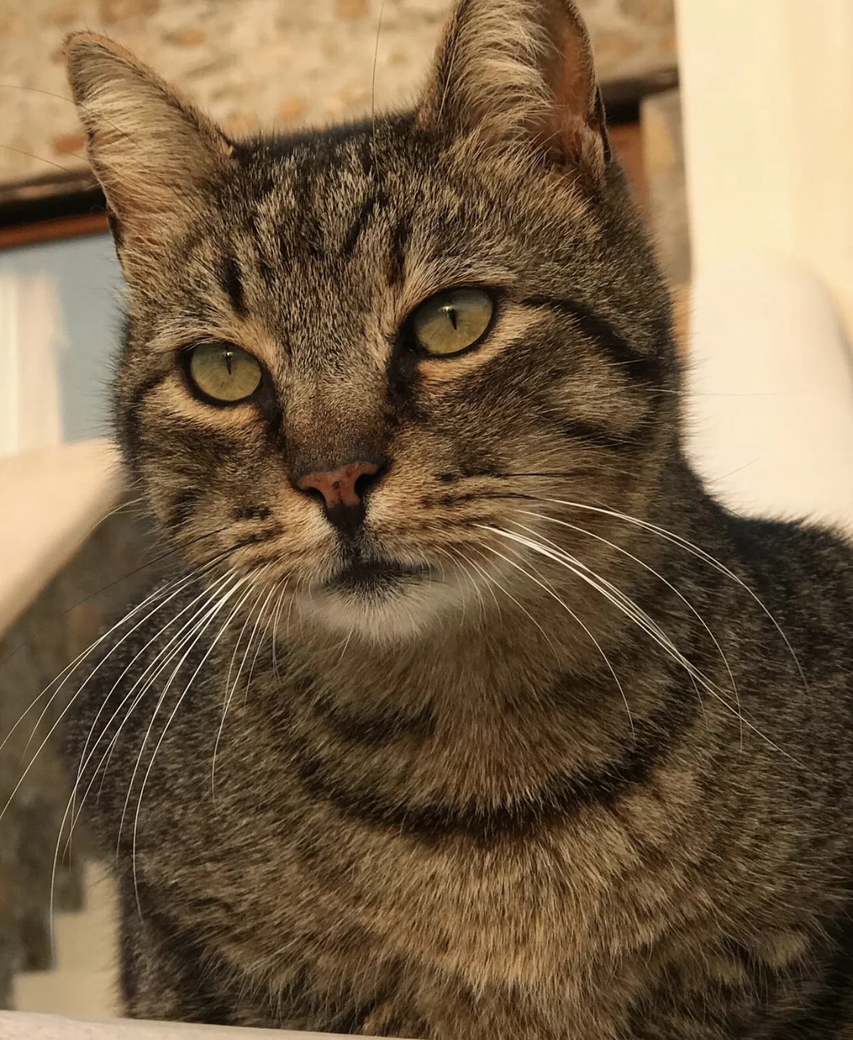 Tiger and six other cats who lived happily at the retreat.