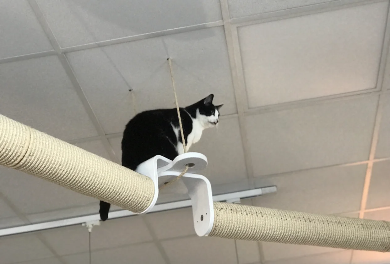 Dancing on the ceiling.