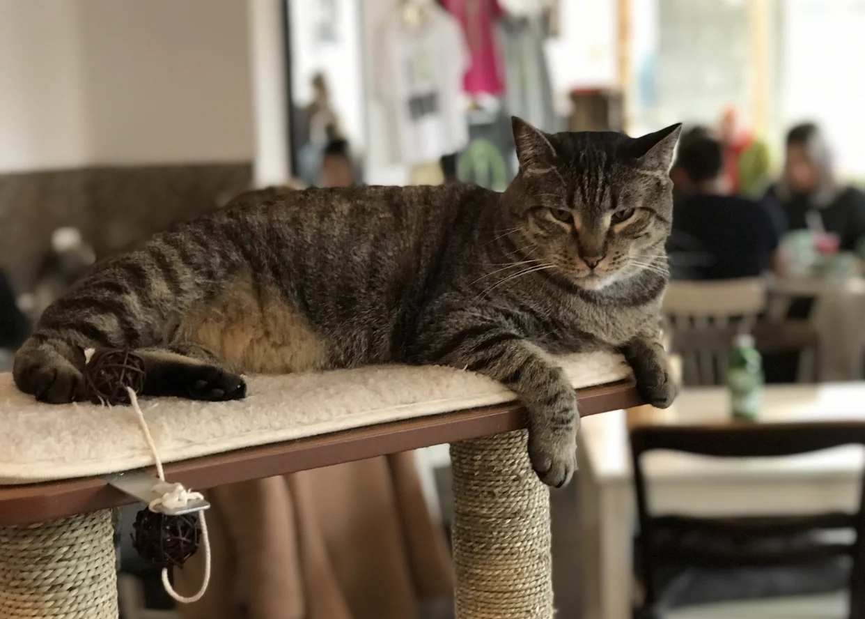 The boss of the cafe.