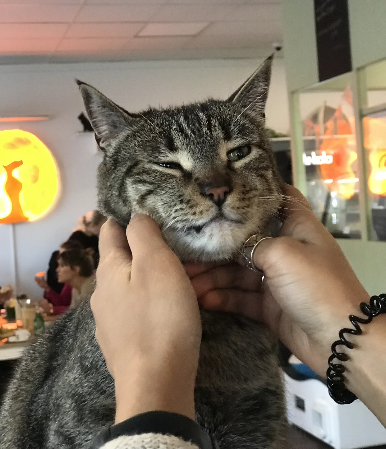 “Stop touching me Hooman”