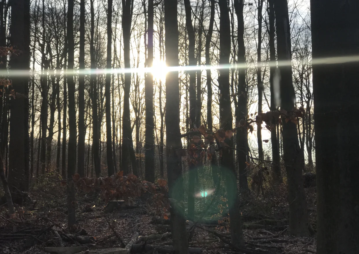 A beautiful halo around the orb (nature spirit).
