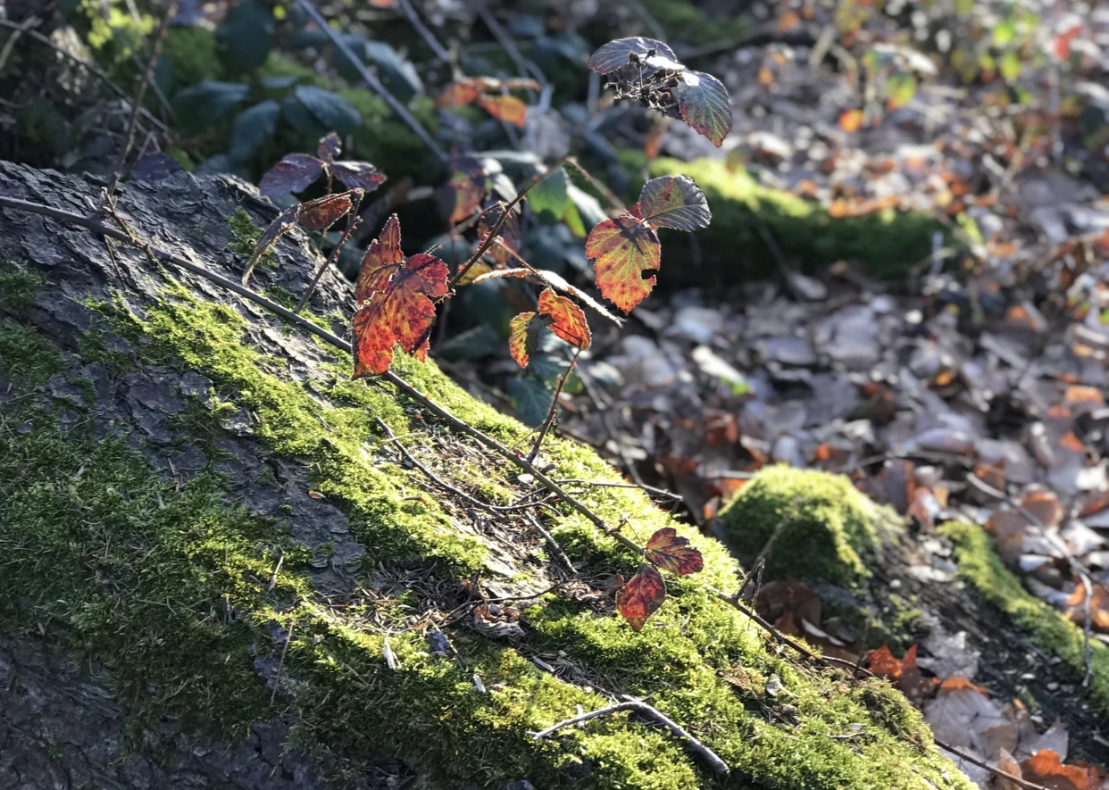 How could fairies not exist in somewhere as beautiful as this.