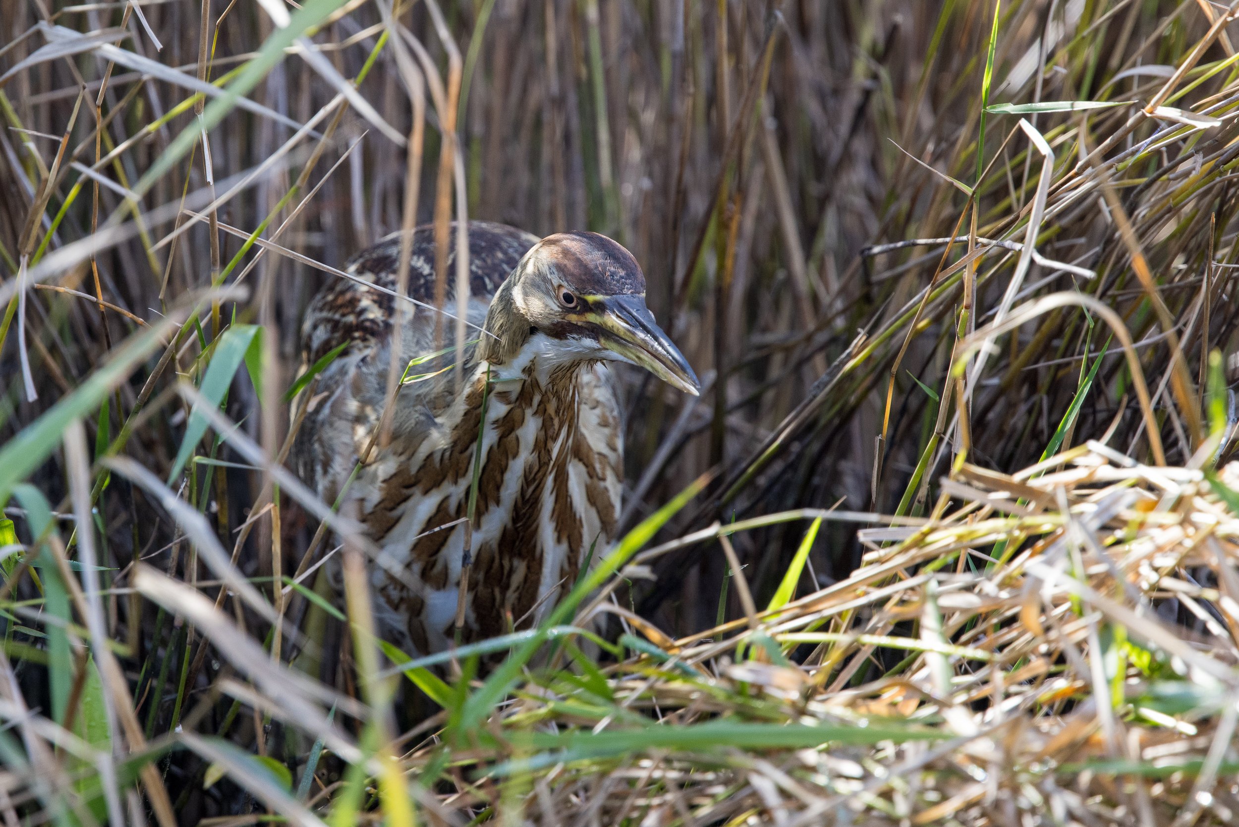 American Bittern