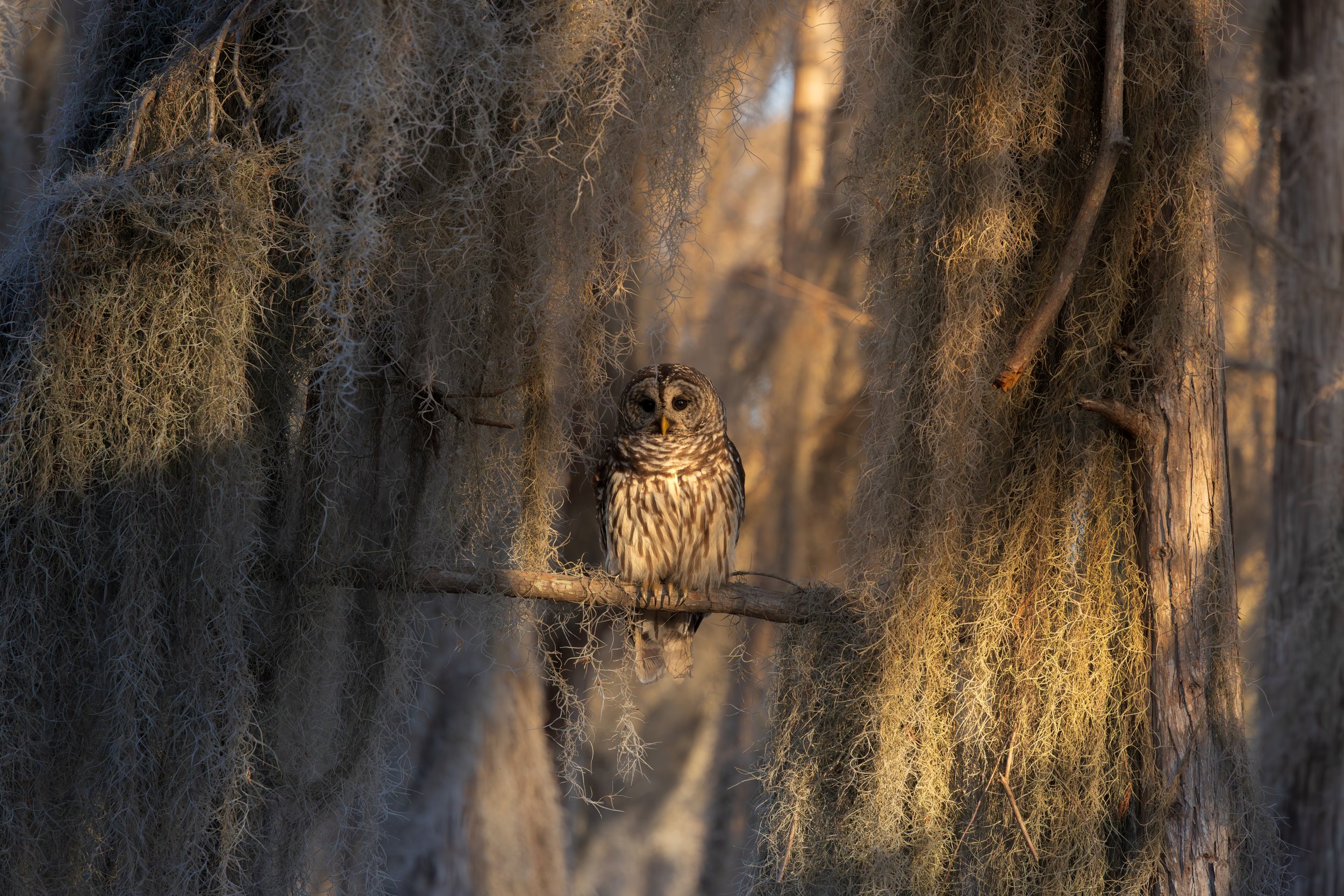 Barred Owl