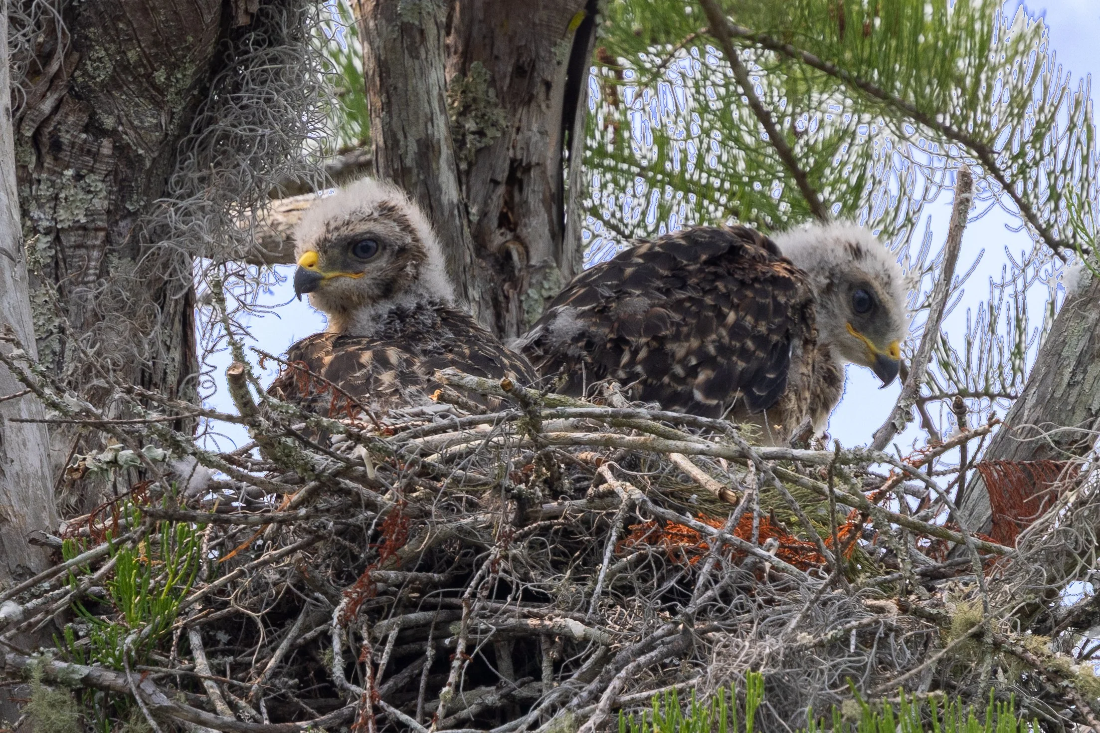 Young Red-Shouldered Hawks