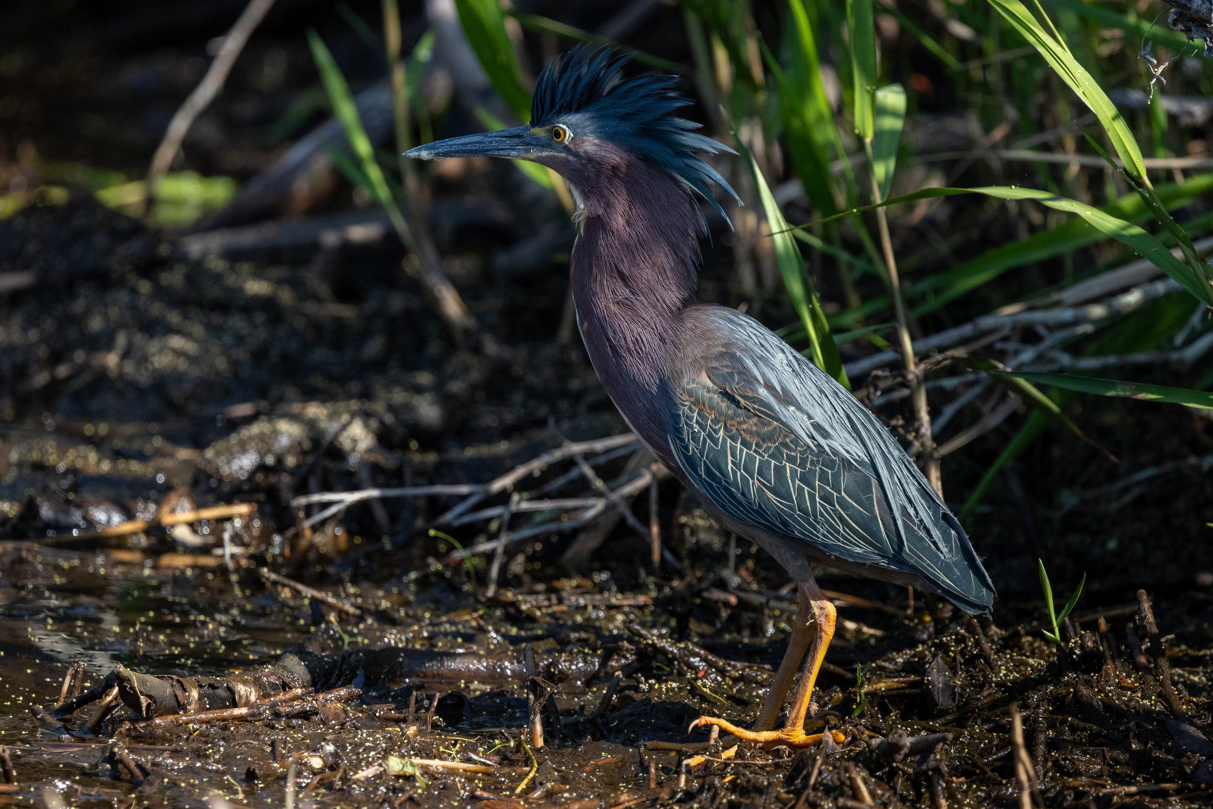 Green Heron