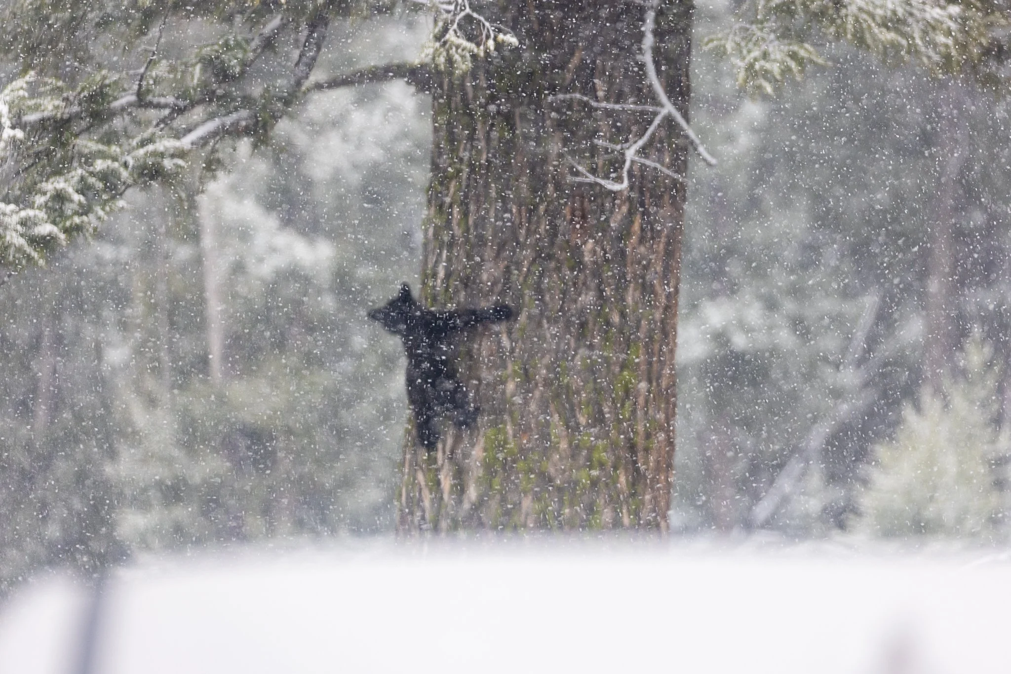 Web moose-152.jpg