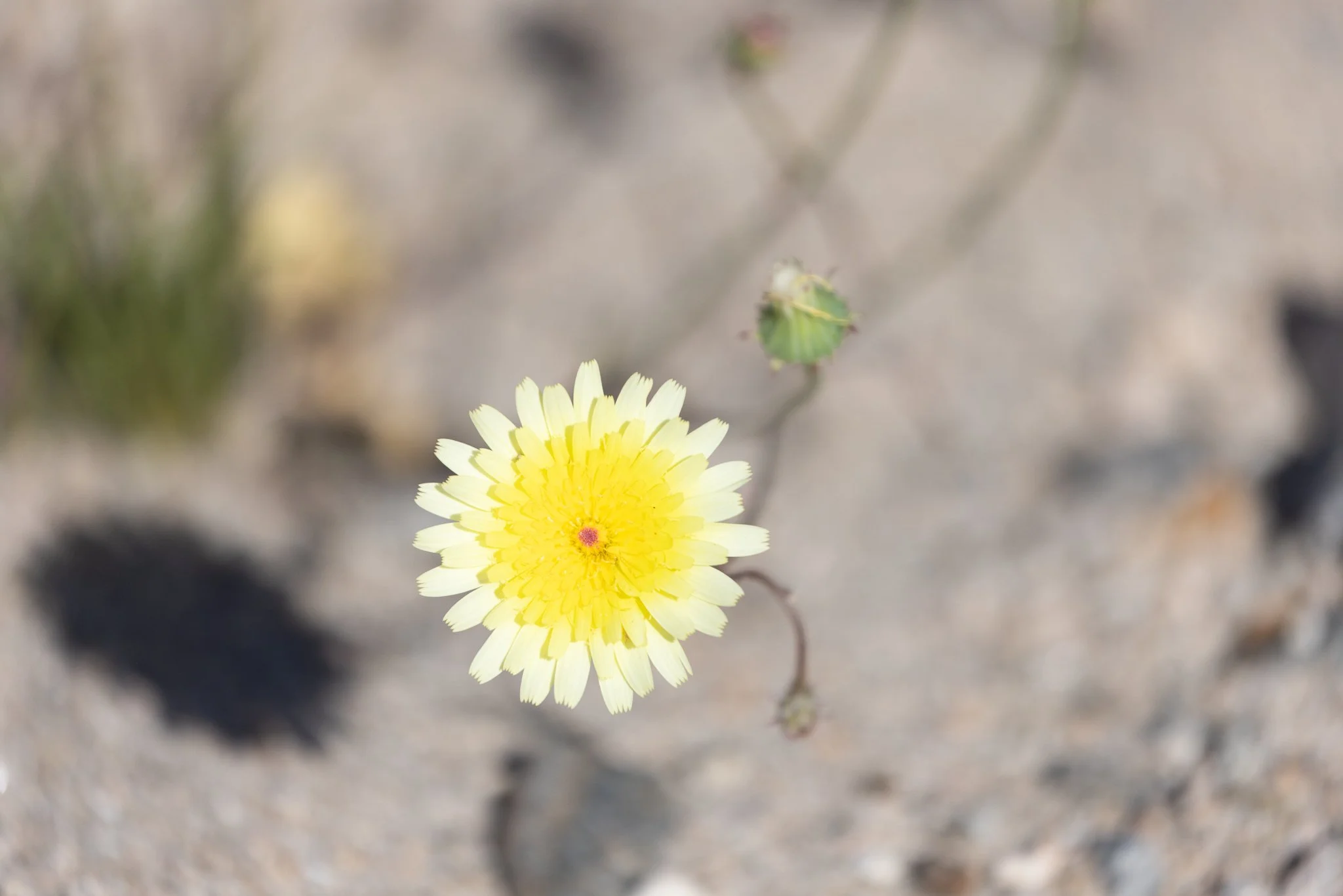 Desert Dandelion