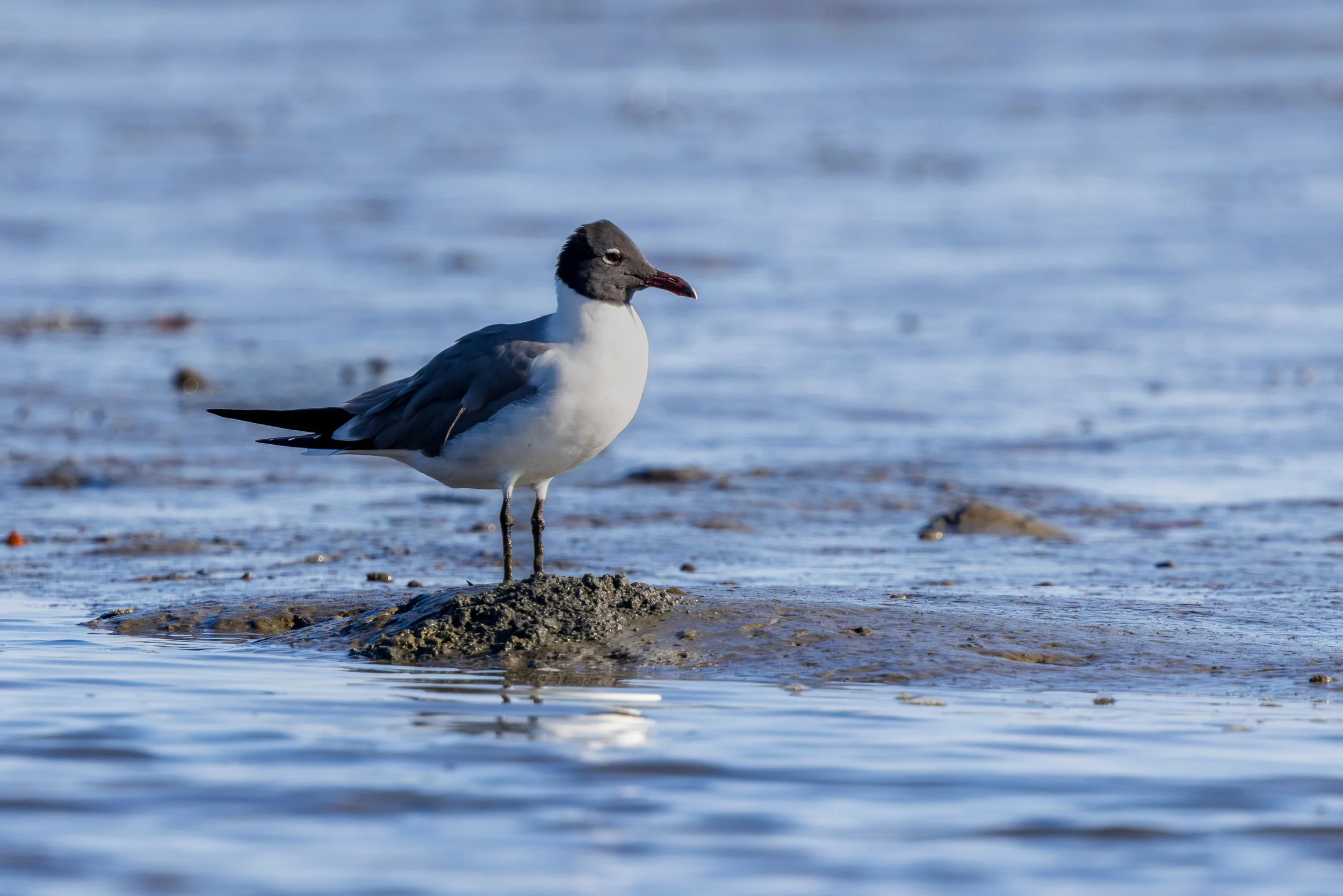 Laughing gull