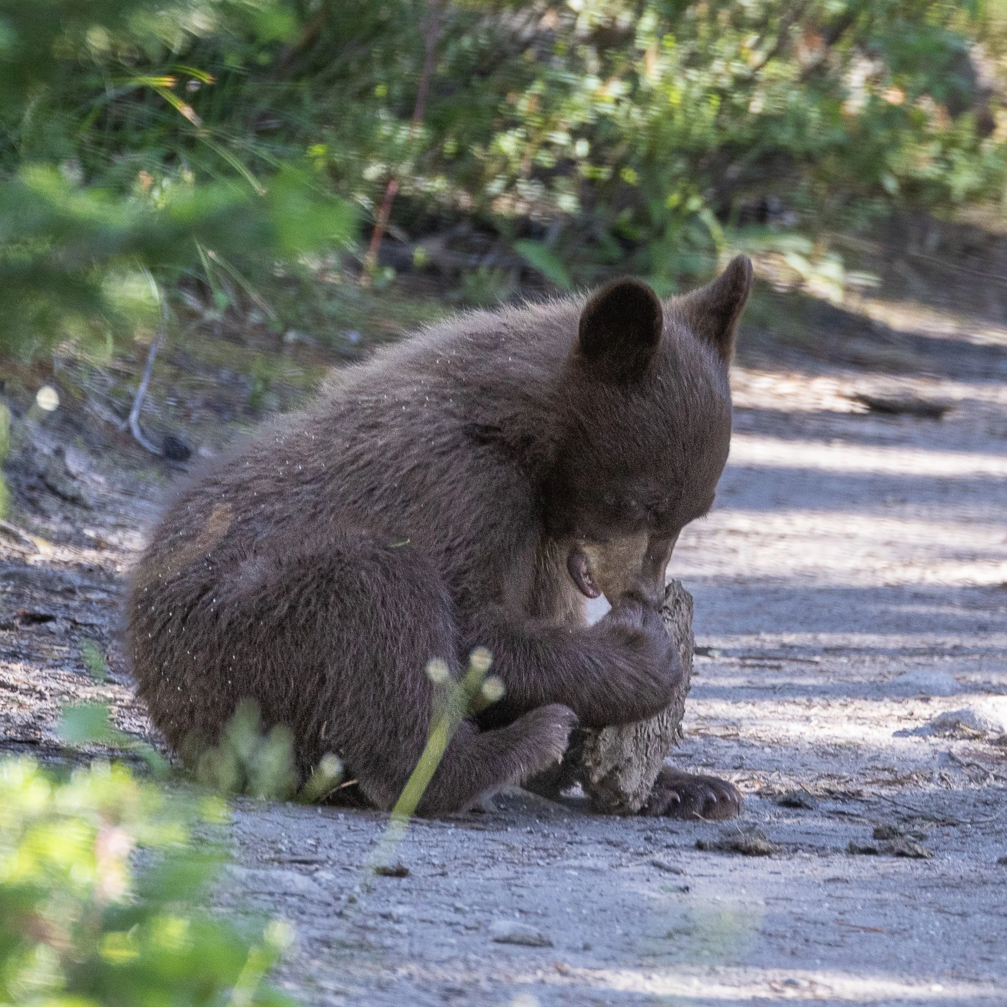 Web moose-156.jpg