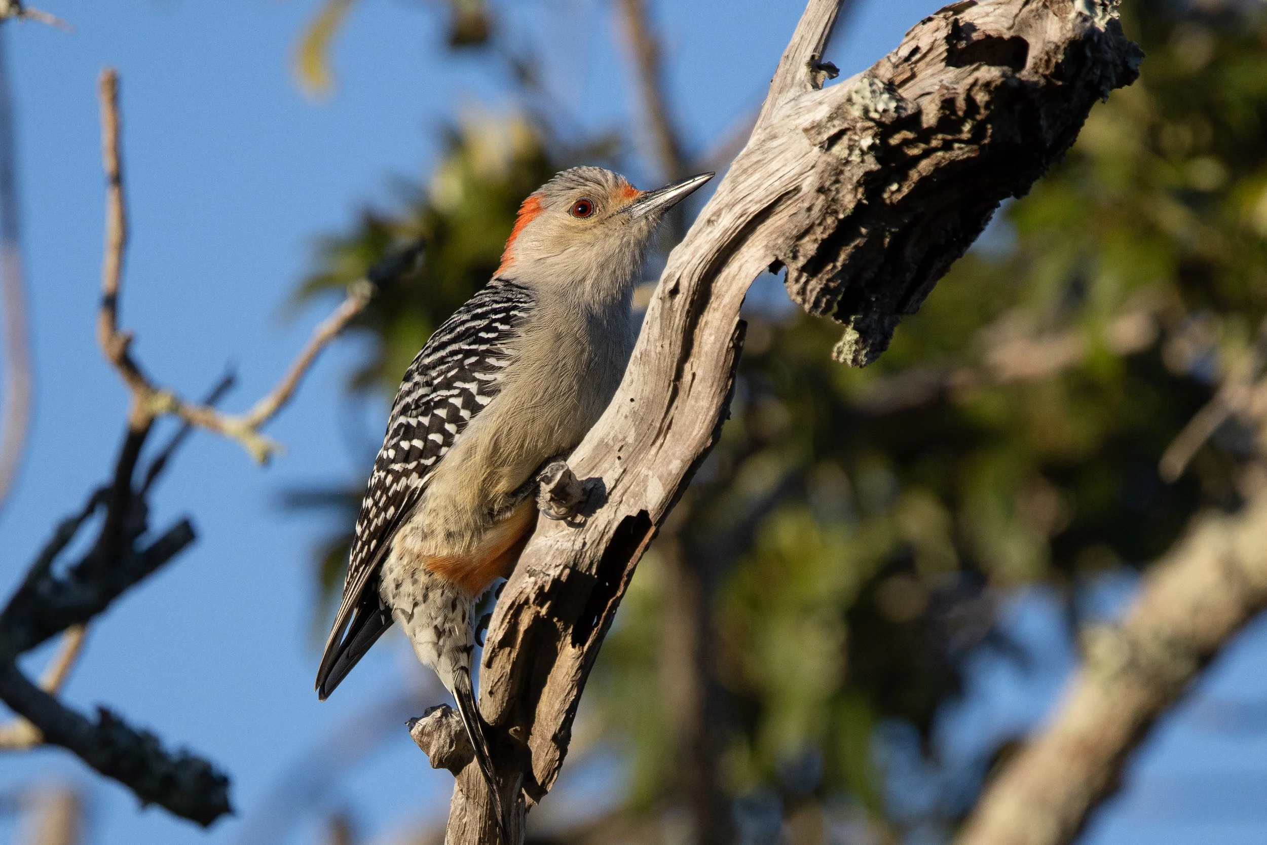 Red Bellied Woodpecker