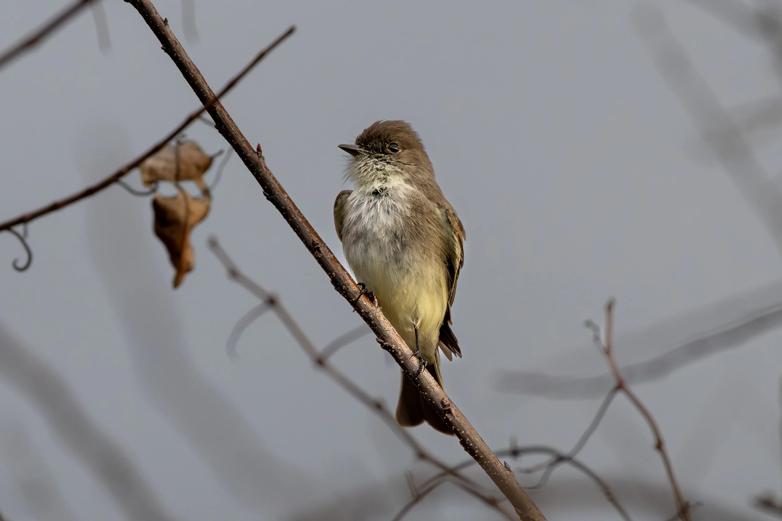 Eastern Phoebe