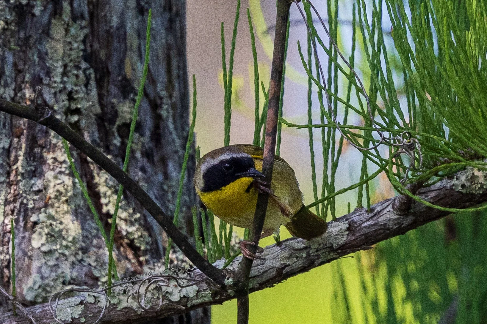 Common Yellowthoat