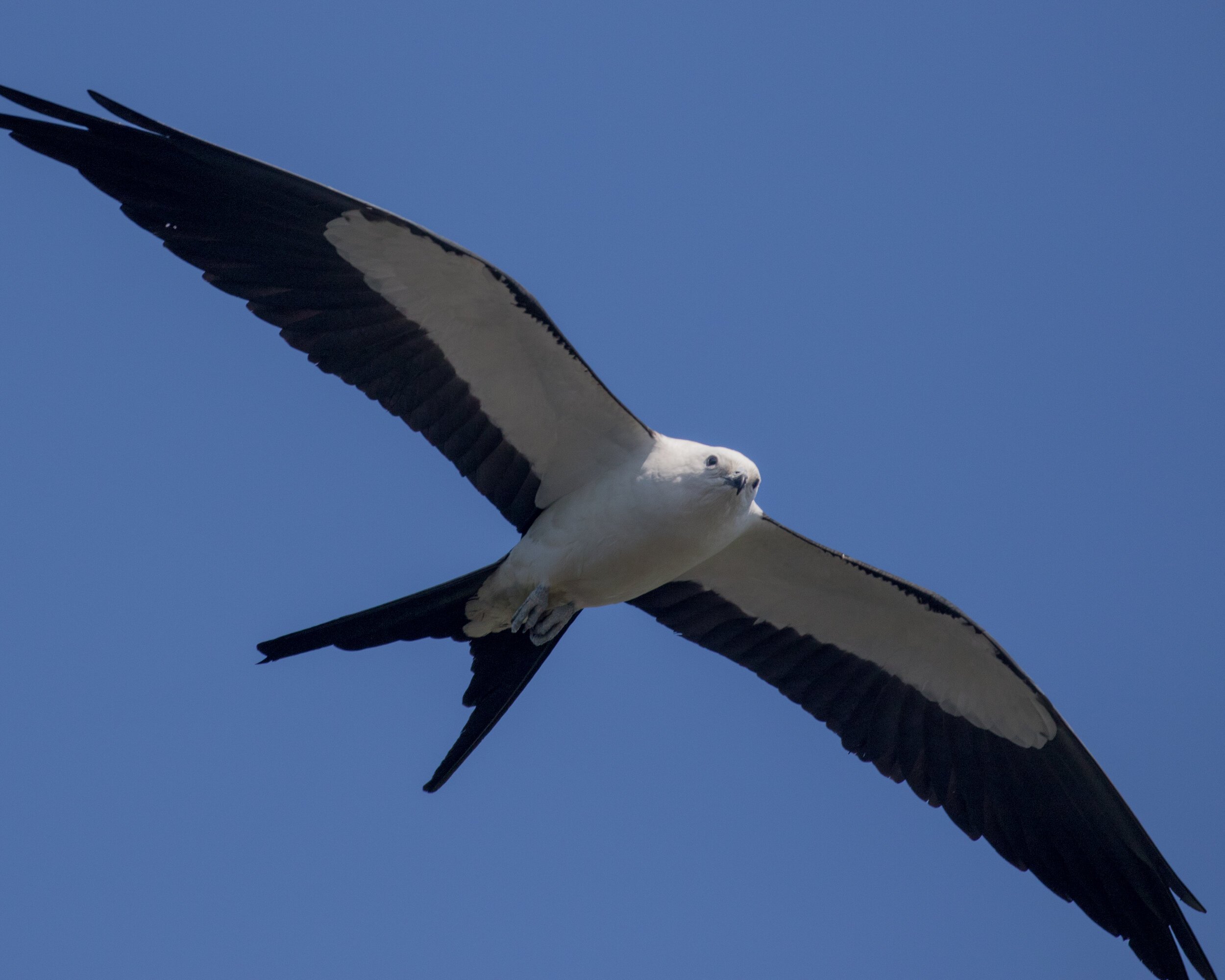Swallow-tail Kite