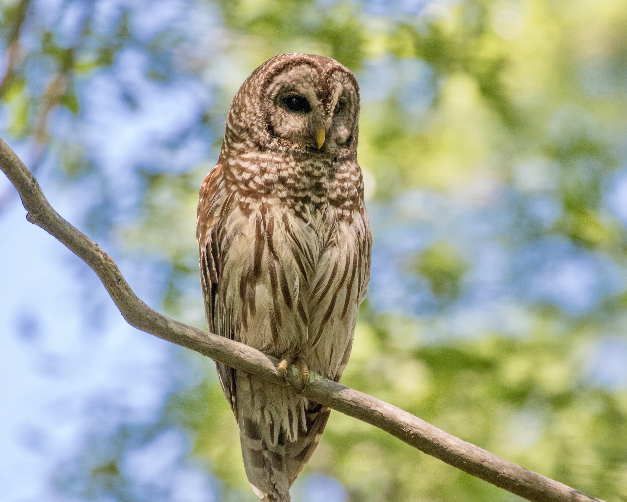 Juvenile Owl