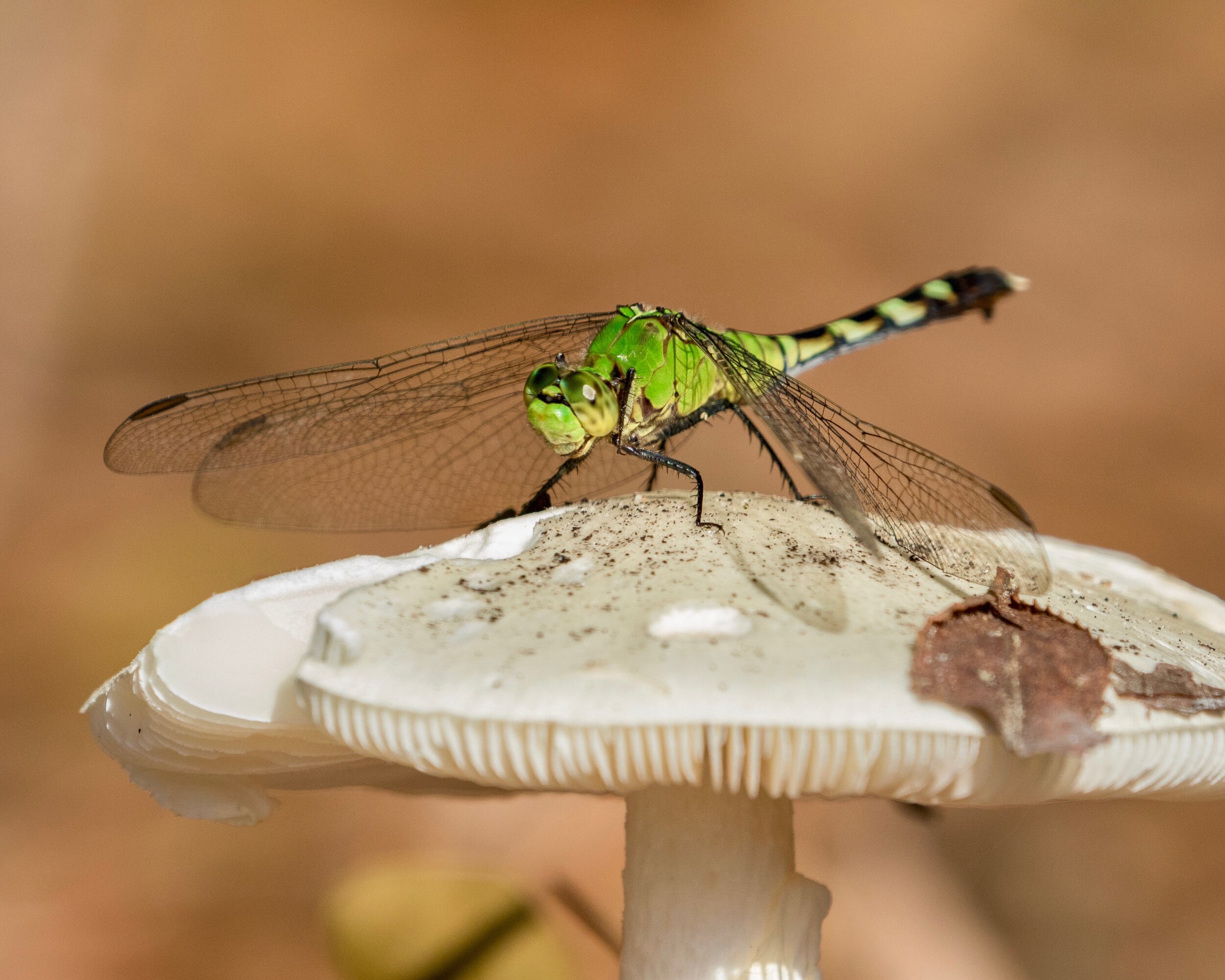 Dragon Fly