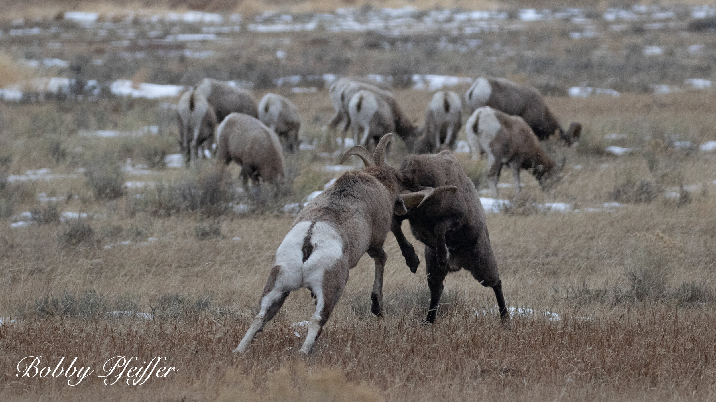 Big Horn Battle