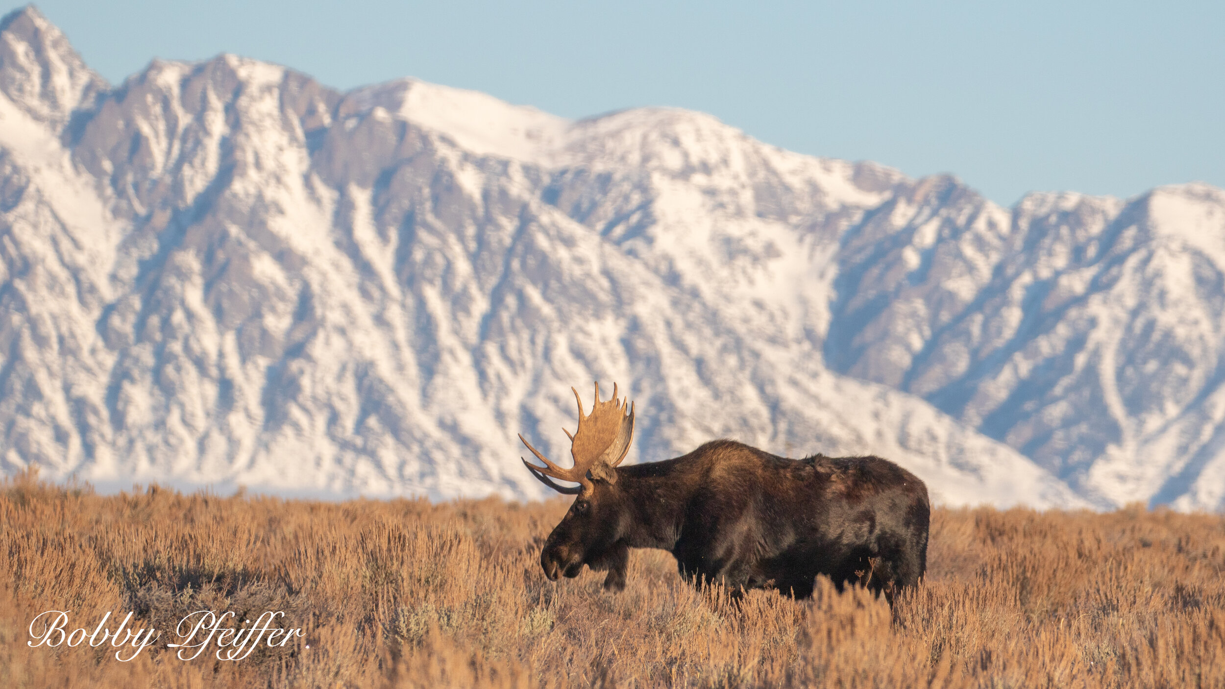 Majestic moose