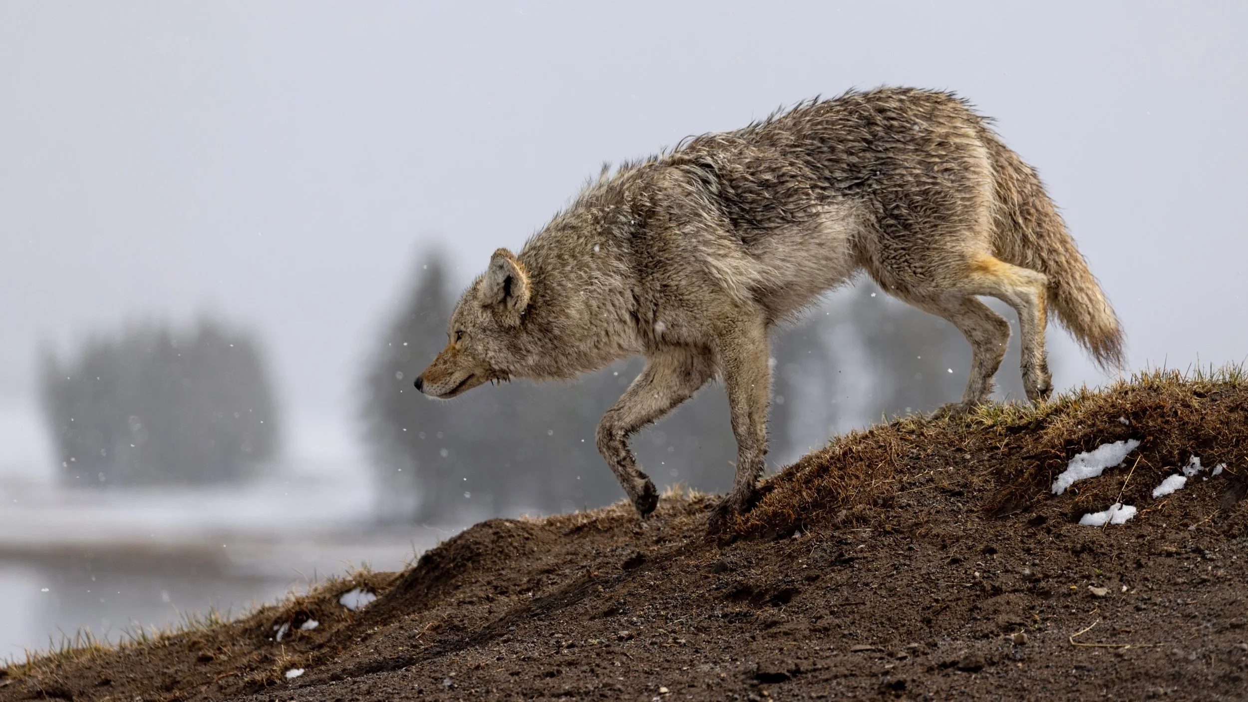 Coyote
Canis latrans
