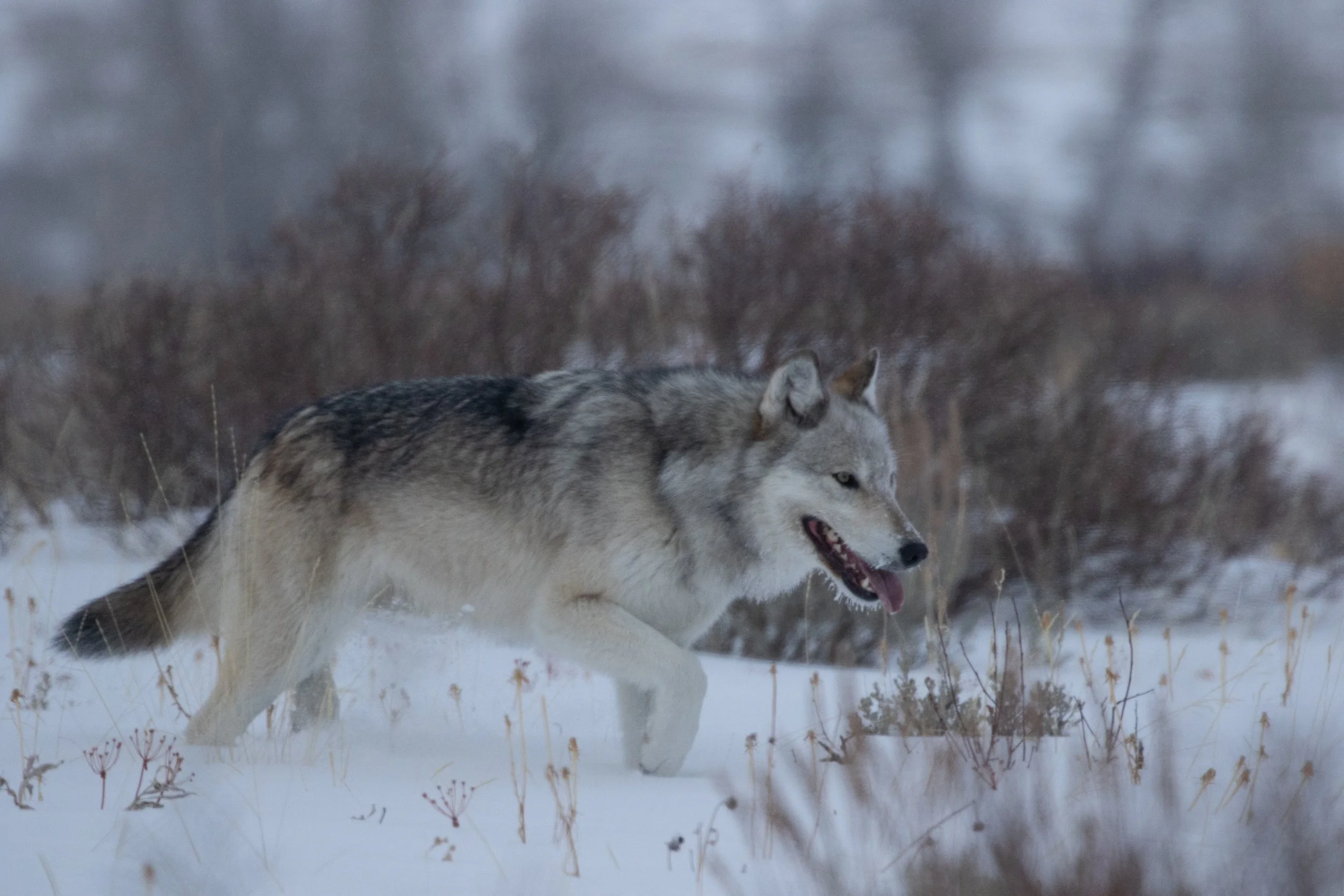 Wolves-01.jpg